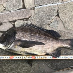 やっぱりハネには会えませんでしたが….