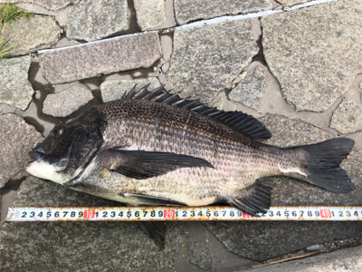 やっぱりハネには会えませんでしたが....…