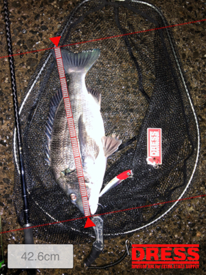 でぶチヌゲット