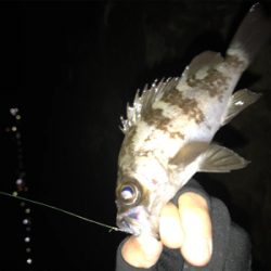 根魚の活性上がってます(^^)