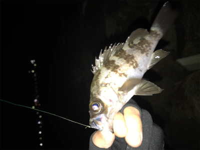 根魚の活性上がってます(^^)