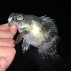 深夜のメバリング