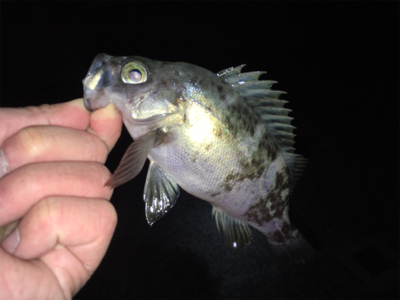 深夜のメバリング