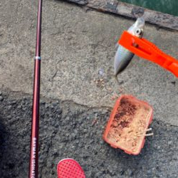 子鯵爆釣!たまに鰯。