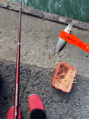 子鯵爆釣！たまに鰯。