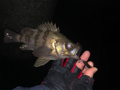 メバルプラッキング