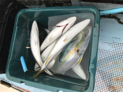 明石沖でジギング