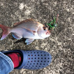 久々のショアタイラバ