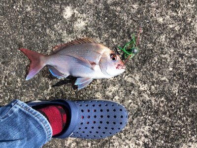 久々のショアタイラバ