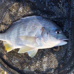 最高でしかないでしかし