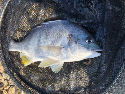 最高でしかないでしかし