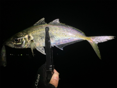 爆釣　アジプラッギング