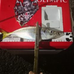 アジング 練習 118