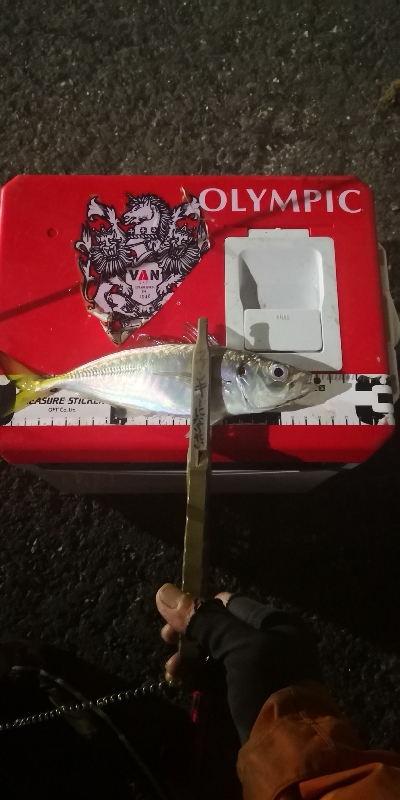 アジング 練習 118