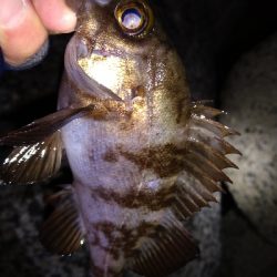 ナイトメバリング