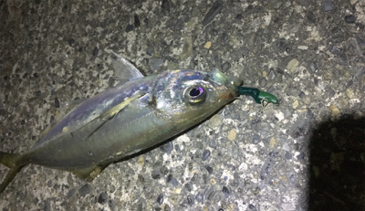 これこれ！これこそアジング！