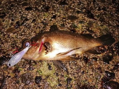 トゥイッチ強し