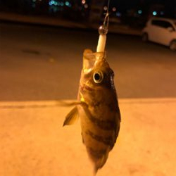 金曜夜のメバリング