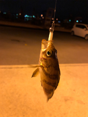 金曜夜のメバリング