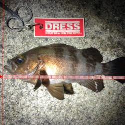 同じような釣果