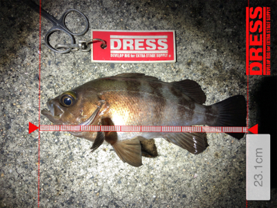 同じような釣果