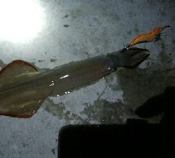 五目達成ならず・・・