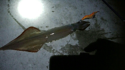 五目達成ならず・・・