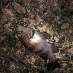 メバルのちヤリイカ