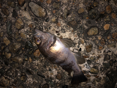 メバルのちヤリイカ