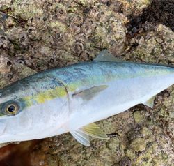 久しぶりのハマチ