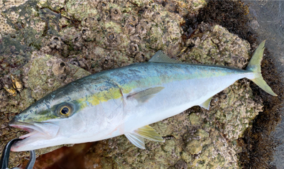 久しぶりのハマチ