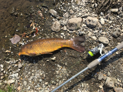 鯉釣り