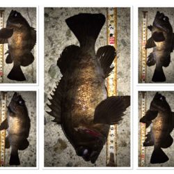 2020ライトゲーム第8戦