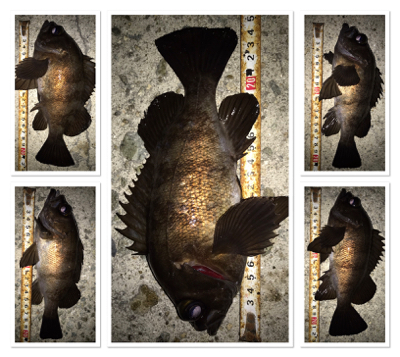 2020ライトゲーム第8戦