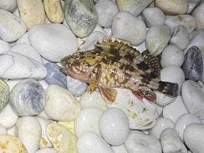 メバルはお留守