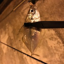 メバルを求めて⑦