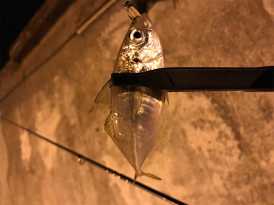 メバルを求めて⑦