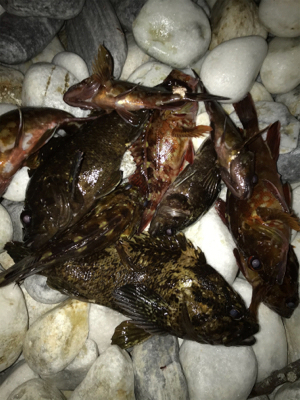 メバリングのつもりがガシリング