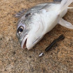 淀川ブリームゲーム