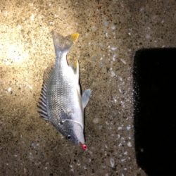 岩船港でメバリング