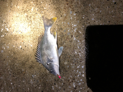 岩船港でメバリング