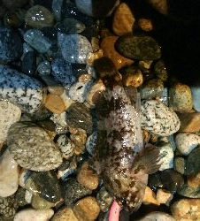 カサゴ2匹　めざせ！200pt！！