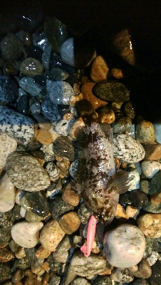 カサゴ2匹　めざせ！200pt！！