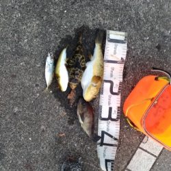 2/1釣果メバルアジガシラフグ