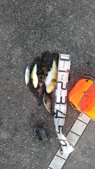 2/1釣果メバルアジガシラフグ