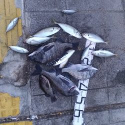 2/23釣果マリーナシティめちゃくちゃデカアジ釣れました！