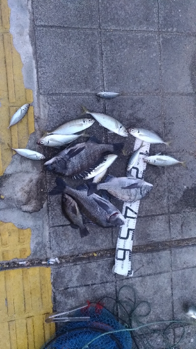 2/23釣果マリーナシティめちゃくちゃデカ…