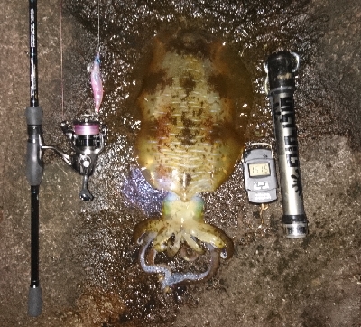 今年の記録更新