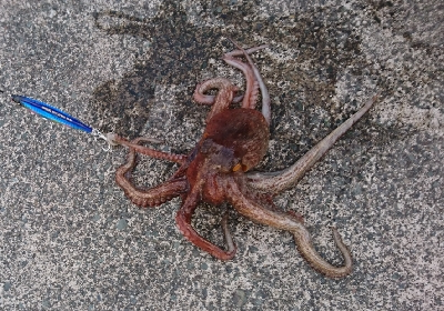 えー！うそぉー！これ食べれんのー？