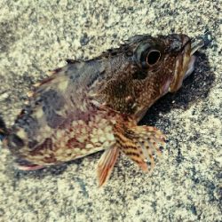 アジング狙いでアラカブw